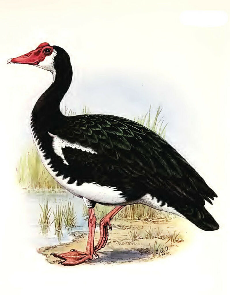 Spur-winged Goose