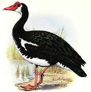 Spur-winged Goose