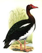 Spur-winged Goose