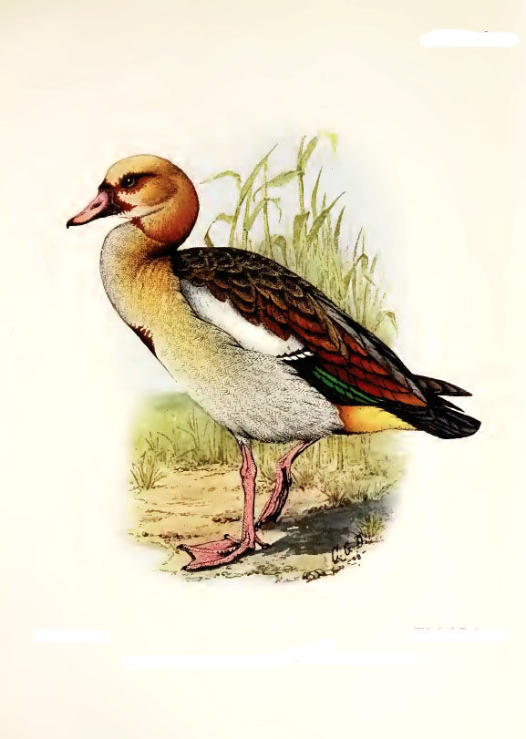 Egyptian Goose