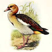 Egyptian Goose