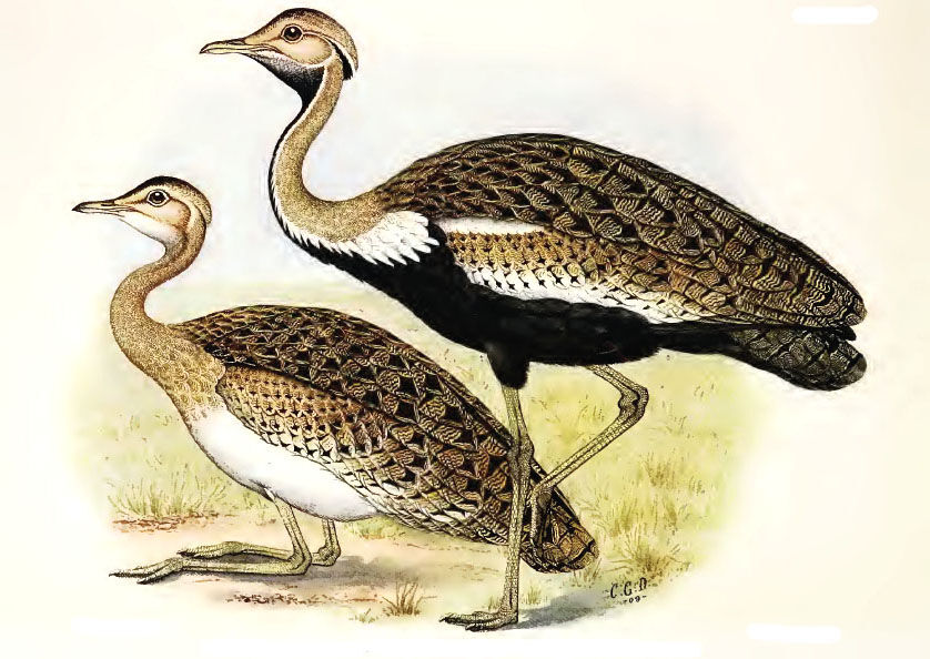 Black-bellied Bustard