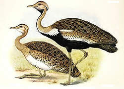 Black-bellied Bustard