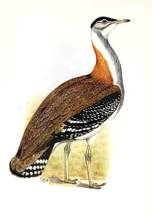 Denham's Bustard