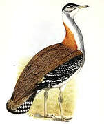 Denham's Bustard