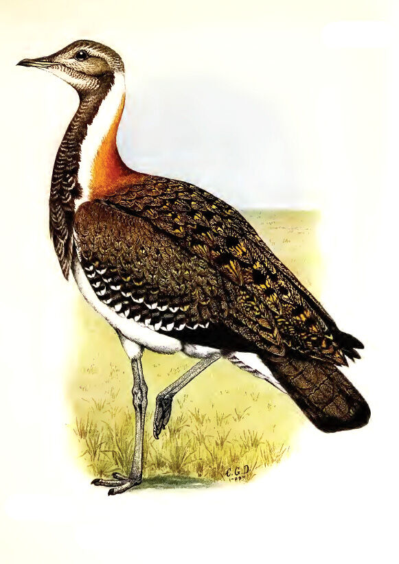 Ludwig's Bustard