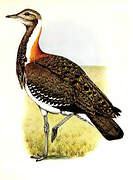 Ludwig's Bustard