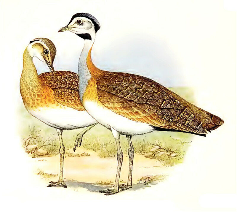 White-bellied Bustard