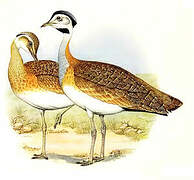 White-bellied Bustard