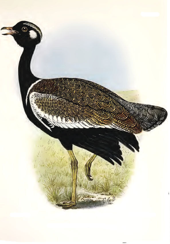 Southern Black Korhaan