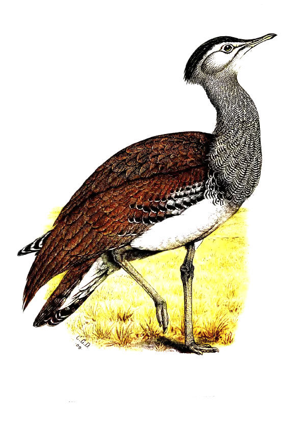 Kori Bustard