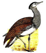 Kori Bustard