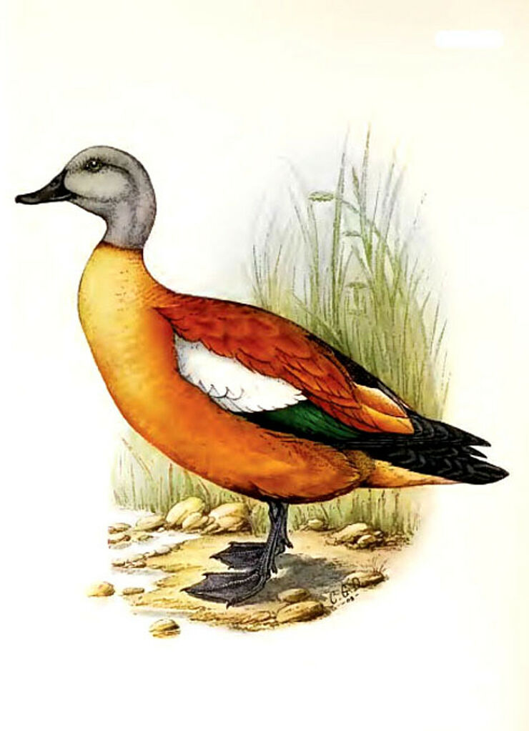 South African Shelduck