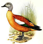 South African Shelduck