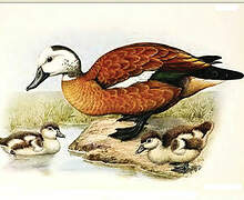 South African Shelduck