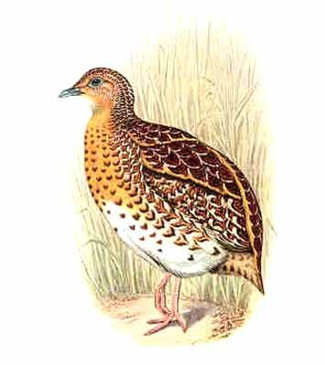 Fynbos Buttonquail