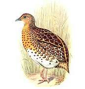 Fynbos Buttonquail