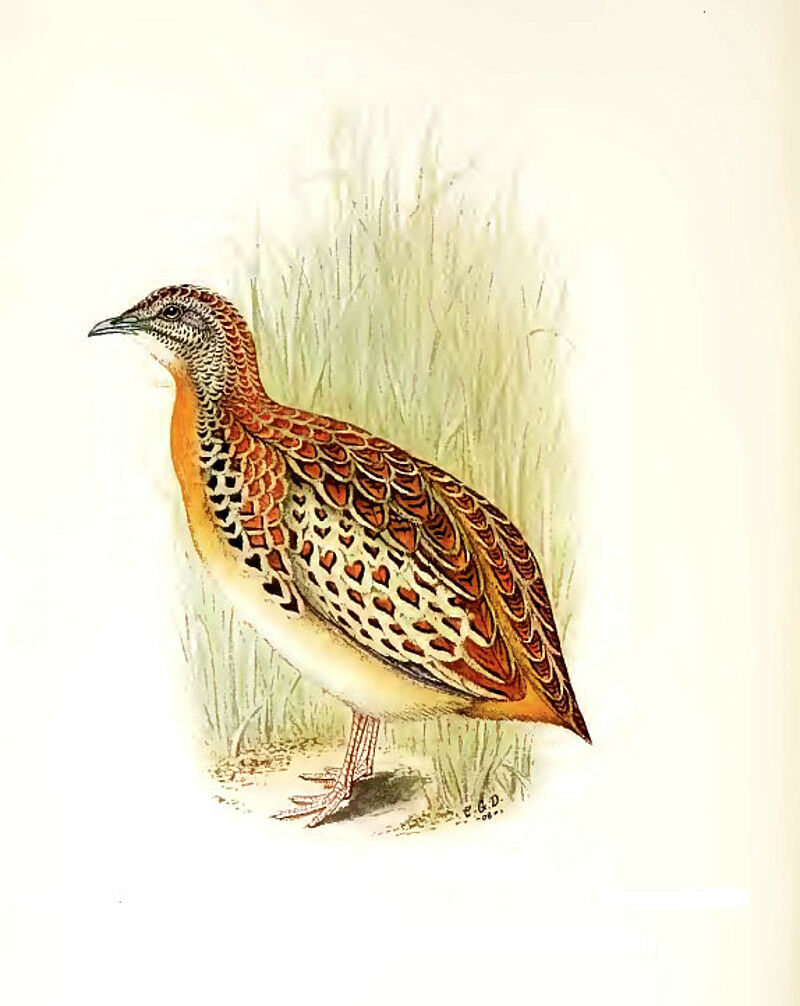 Common Buttonquail