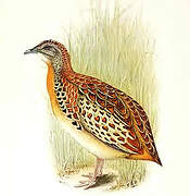 Common Buttonquail