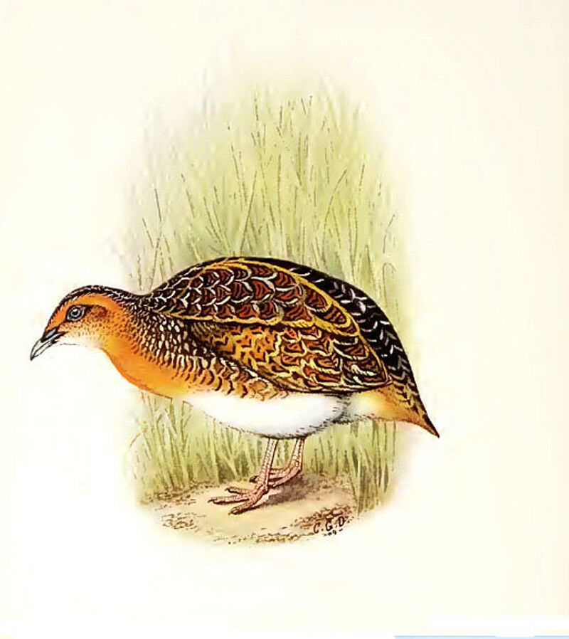 Black-rumped Buttonquail, identification