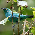 Viridian Dacnis