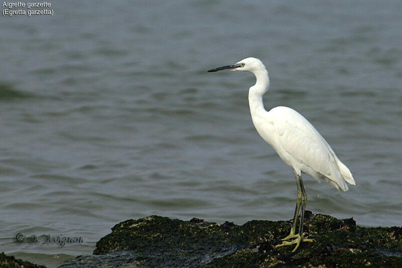 Little Egret