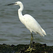 Aigrette garzette