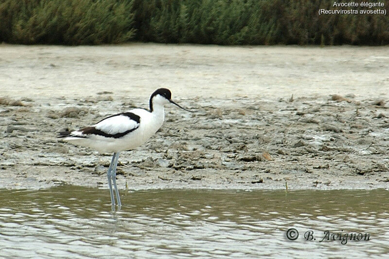 Avocette élégante