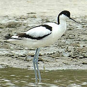 Pied Avocet