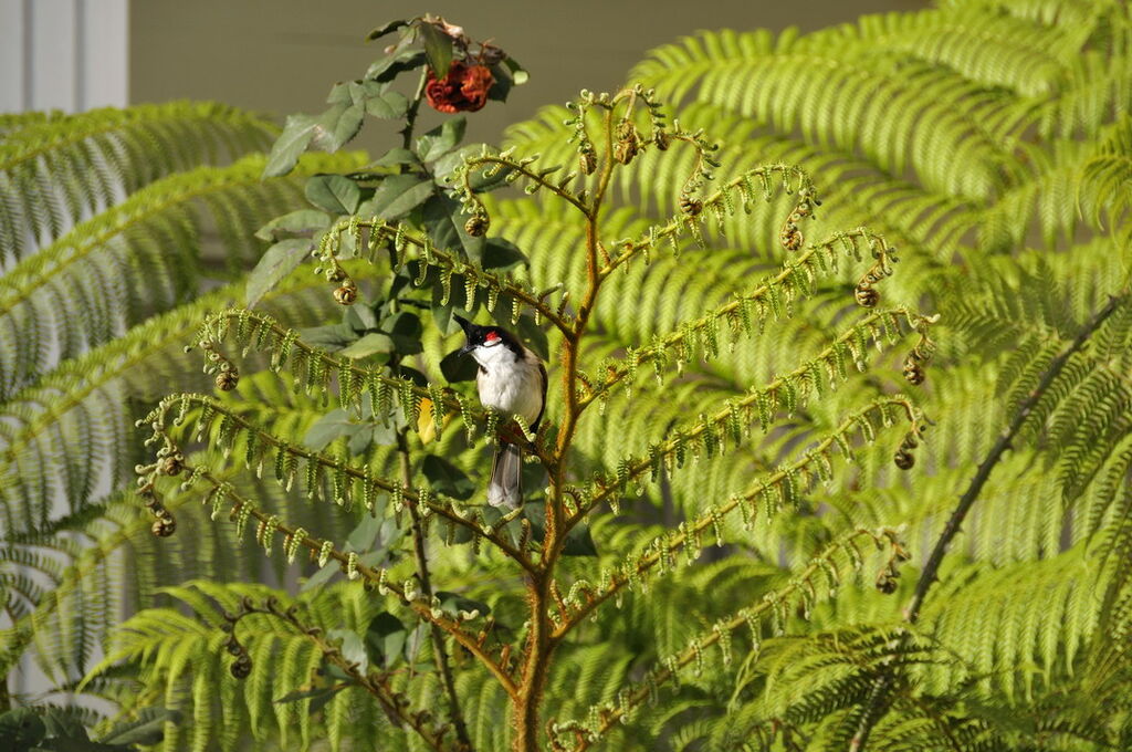 Red-whiskered Bulbul