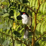 Red-whiskered Bulbul