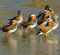 Canard mandarin