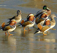 Mandarin Duck