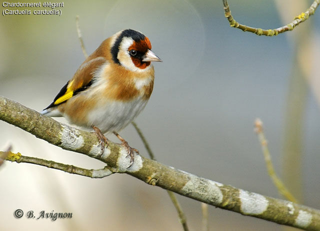 European Goldfinch