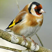 European Goldfinch