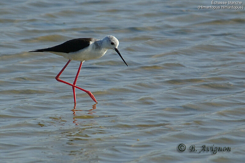 Black-winged Stilt