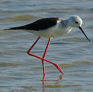 Black-winged Stilt