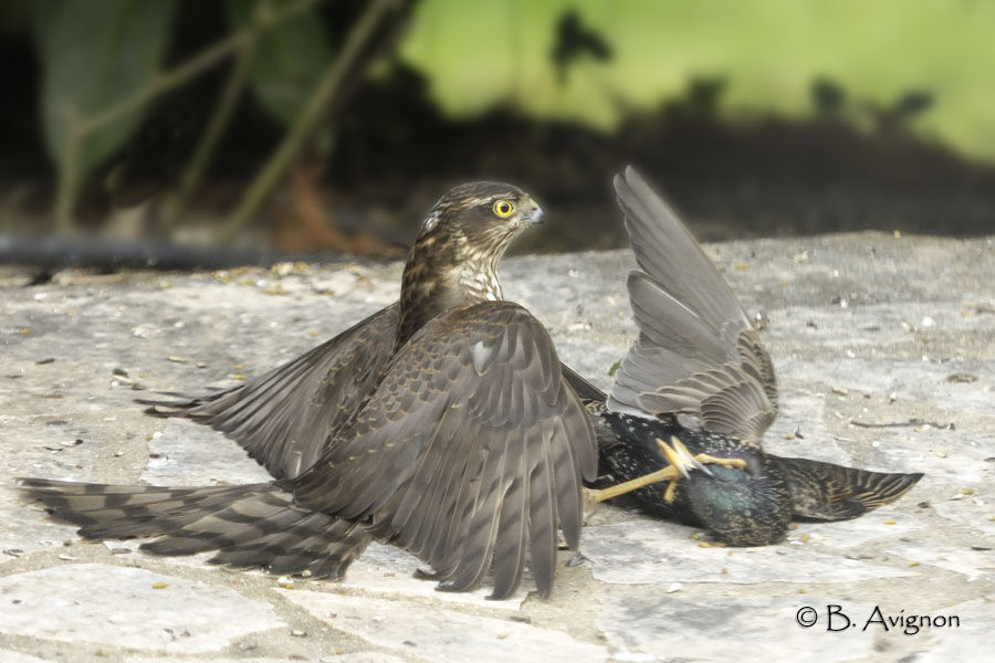 Eurasian Sparrowhawk