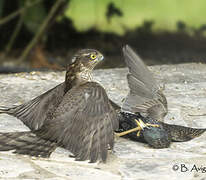 Eurasian Sparrowhawk