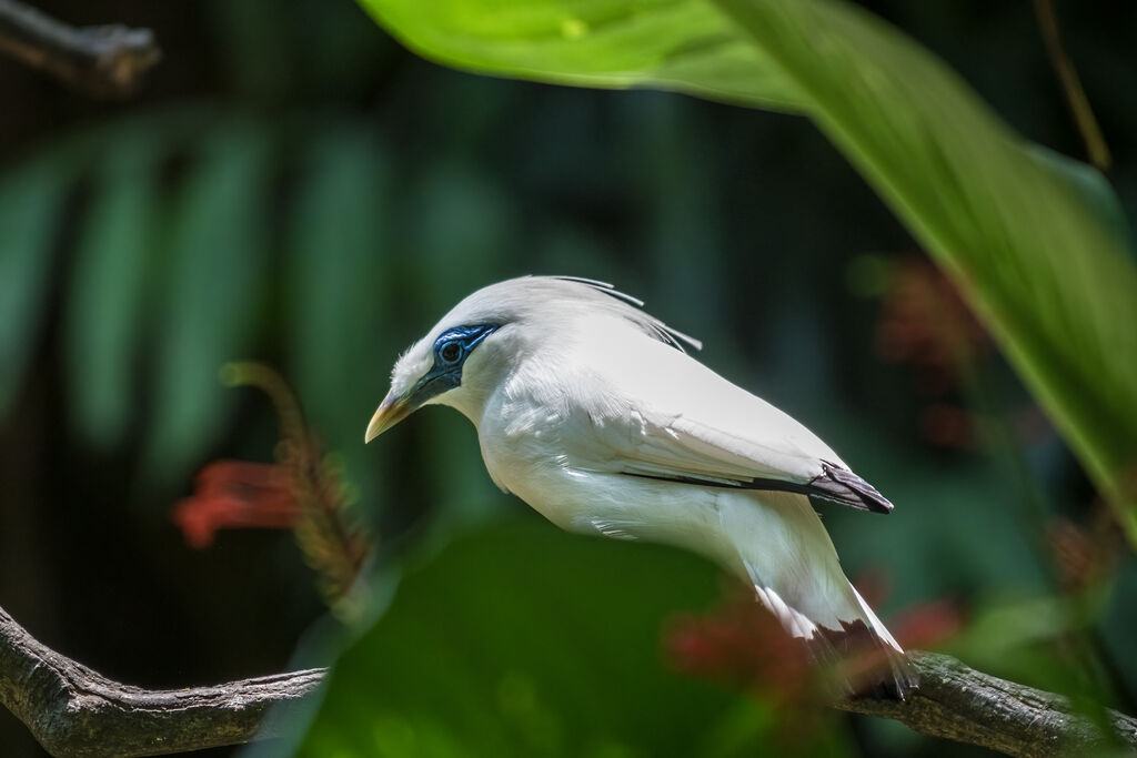 Bali Myna