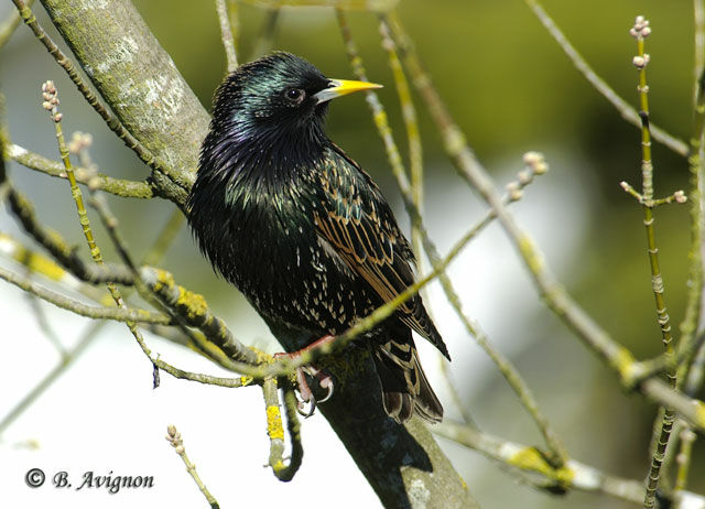 Common Starling