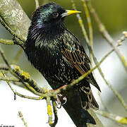 Common Starling