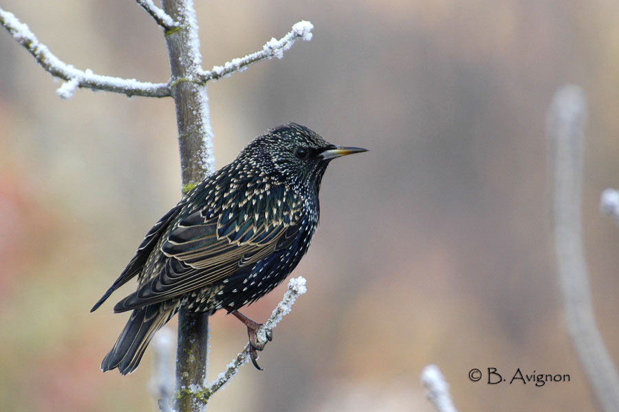 Common Starling