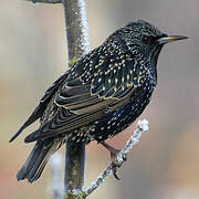 Common Starling