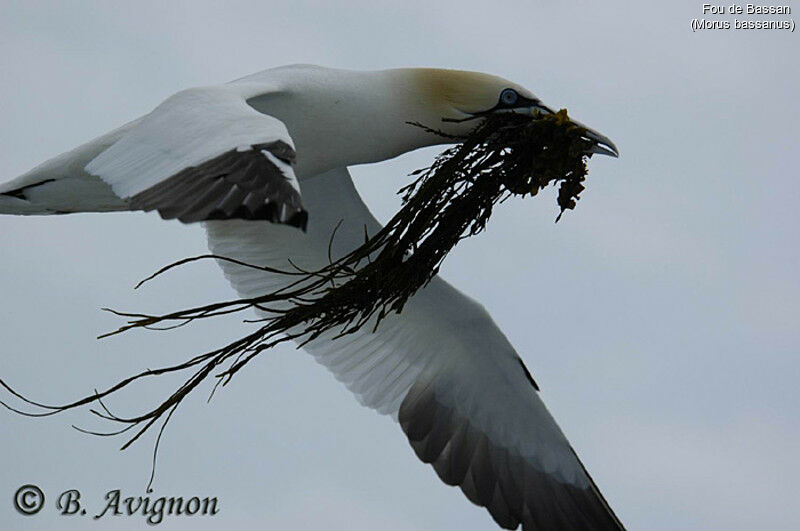 Northern Gannet