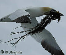 Northern Gannet