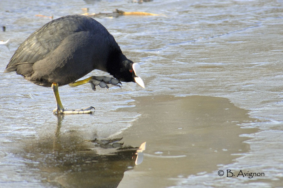 Eurasian Coot