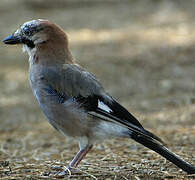 Eurasian Jay