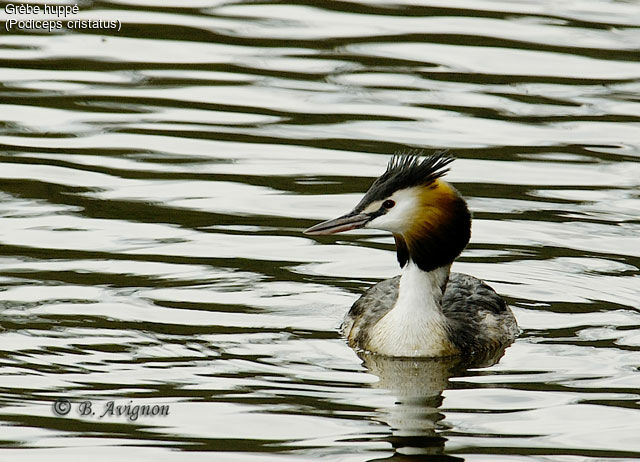 Great Crested Grebe