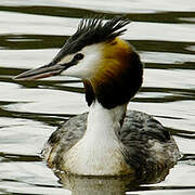 Great Crested Grebe